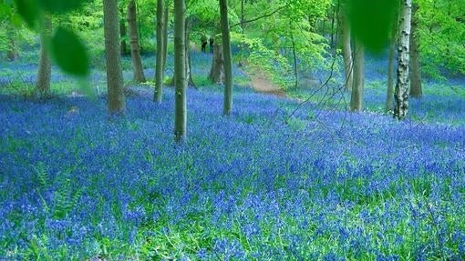 Whippendell Wood, Watford