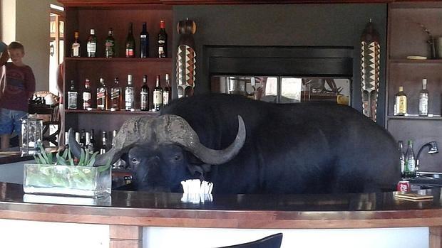 El búfalo que se coló en el bar de un lujoso safari