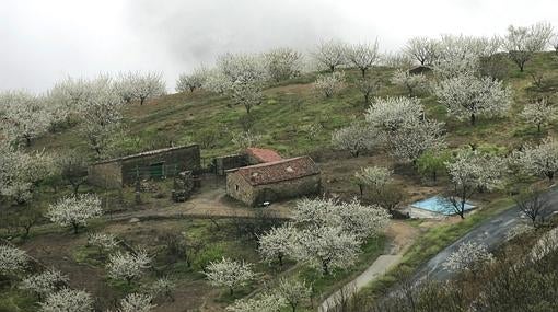 Dónde y cuándo ver los cerezos en flor en el valle del Jerte