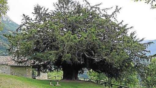 El tejo de Bermiego le roba protagonismo a la ermita