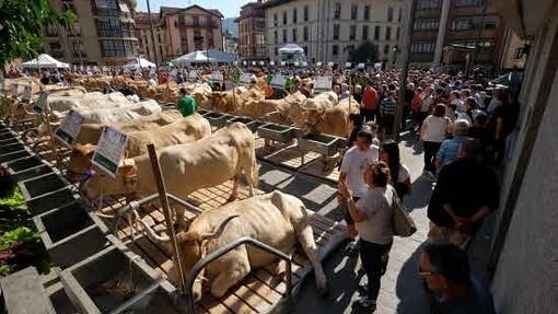 Feria y concurso de quesos de pastor en Ordizia