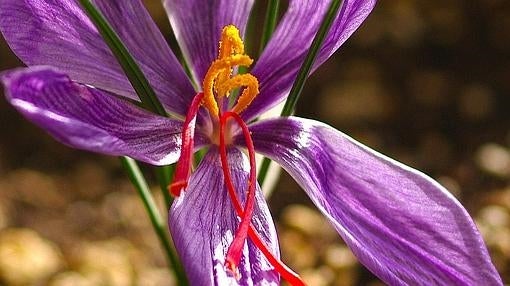 Lo que debes saber sobre el placer de comer flores