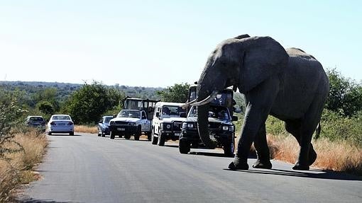 Una imagen del Kruger National Park, en Sudáfrica