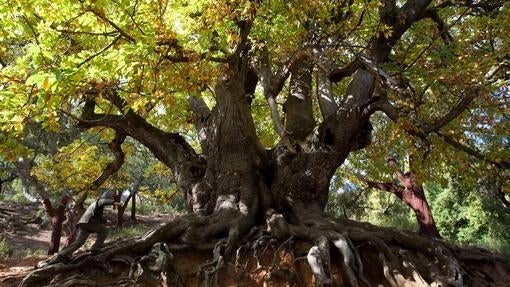 Castaño Santo de Istán, árbol situado en la zona llamada Hoyo del Bote