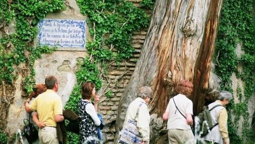 Los árboles más viejos y bellos de España