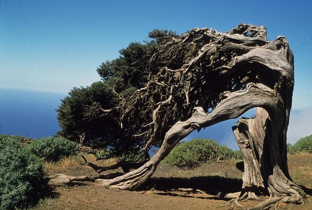 La famosa sabina de El Hierro