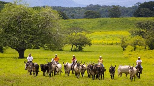 Arreo de ganado en la zona de Papagayo, en el Pacífico de Costa Rica