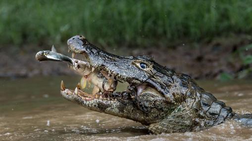 Double trapping. Segundo premio en la categoría de Naturaleza