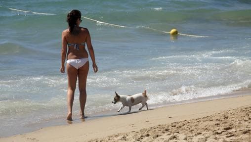 Perro jugando en la playa de Levant, Barcelona