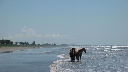 Caballos en la playa de Novillero