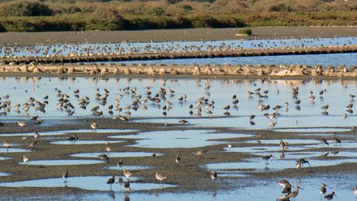 El estuario está a 20 minutos en coche desde Lisboa