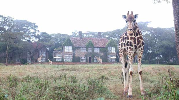 El exótico hotel donde podrás dormir entre jirafas