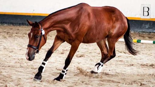 El caballo anglo-árabe es el centro del evento. Fuente: angloarabegransemana.es