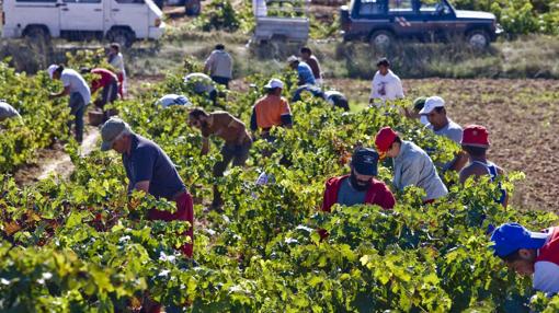 Diez bodegas imprescindibles para ver la vendimia