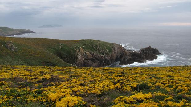 Floración de los tojos en la costa atlántica española