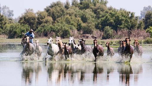 El Ministerio de Agricultura y Pesca, Alimentación y Medio Ambiente, a través del Organismo Autónomo Parques Nacionales, ha concedido los premios del concurso nacional de fotografía “Cien años en la Red de Parques Nacionales”, un certamen con el que se ha recabado la aportación de la sociedad, para mostrar esos espacios protegidos como un proyecto común del conjunto de los ciudadanos. Esta imagen de Doñana ha obtenido un accésit