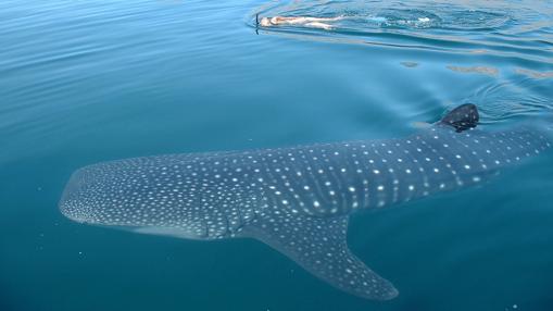 Tiburones ballena en las aguas cercanas a la isla de Holbox