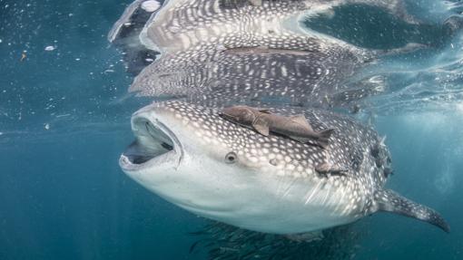 Tiburón ballena, en la isla de Holbox