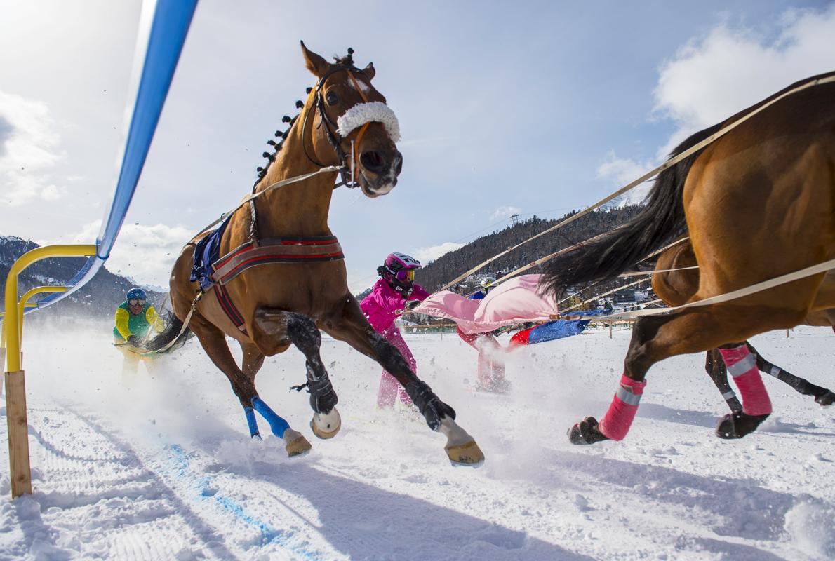 Skijoring, una extraña combinación de caballos con jinetes