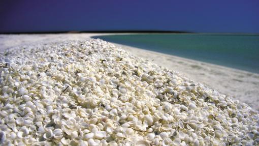 Shell Beach, en Australia