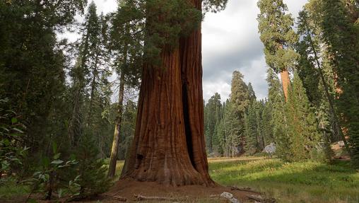 Diez lugares con los árboles más impresionantes del mundo