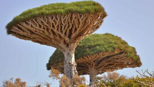 Diez lugares con los árboles más impresionantes del mundo