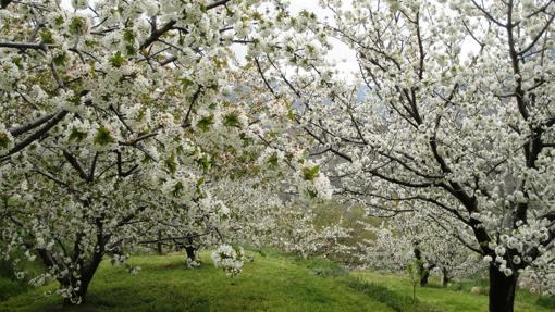 Diez lugares con los árboles más impresionantes del mundo