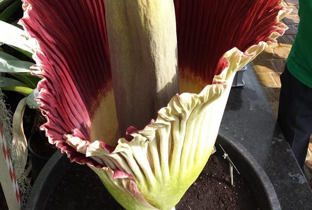 Ejemplar de la Amorphophallus titanum, que ha florecido en el Jardín Botánico de Meise