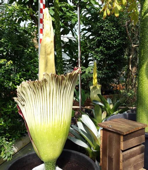 Momento en que se ha medido la flor, en el jardín botánico de Meise