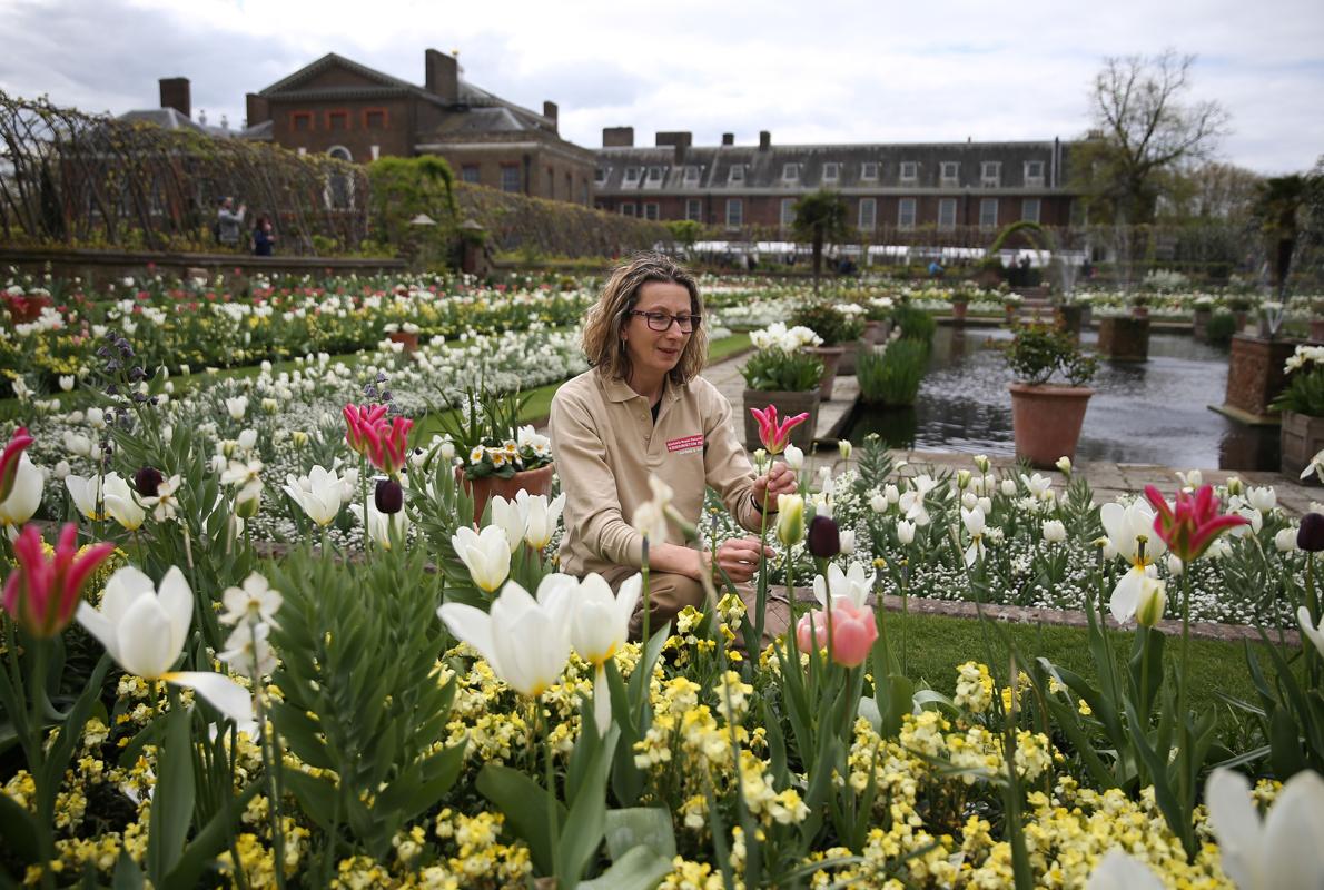 La jardinera Jude Evans examina los tulipanes del nuevo White Garden, en Kensington Palace