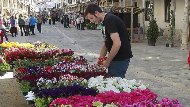 Puestos de venta de flores instalados en el Mercado de la Flor en la calle Porticada de Ampudia (Palencia)