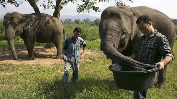 Dos de los elefantes que «trabajan» para Blake Dinkin, el emprendedor canadiense fundador de Black Ivory