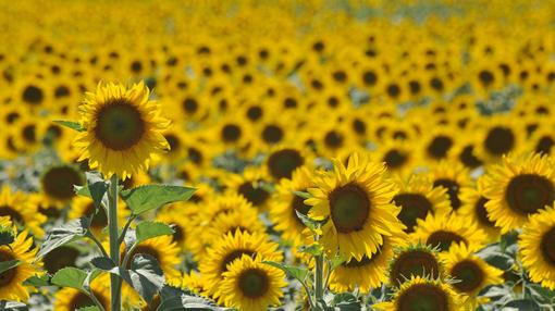 Los campos de girasoles son un espectáculo de color dorado