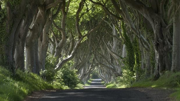 El túnel de árboles más famoso del mundo, en el cine y en la realidad