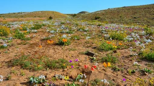 Atacama convertido en un jardín de flores