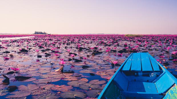 El lago rosa cubierto de flores de loto