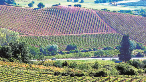 Seis rutas certificadas del Vino se asientan en Castilla y León