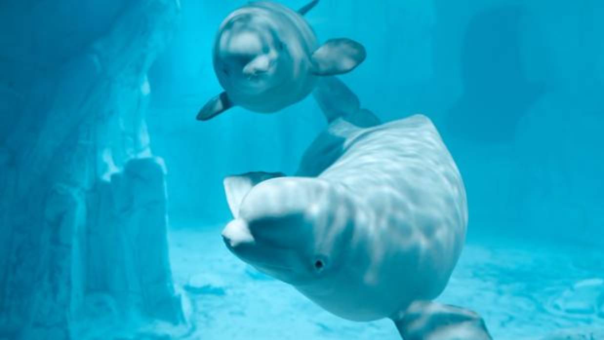 Imagen de la joven beluga Kylu junto a su madre