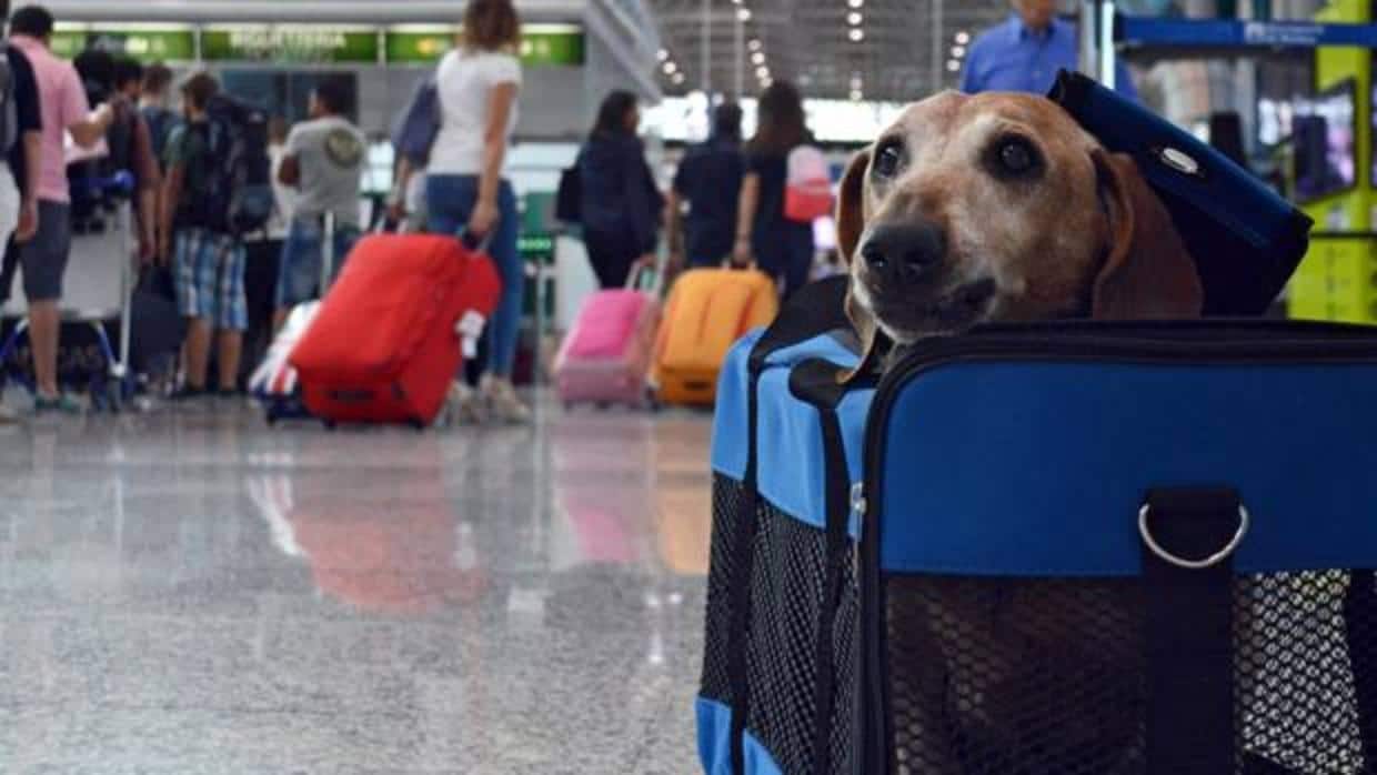 Lo que debes saber si quieres llevar a tu mascota contigo en el avión