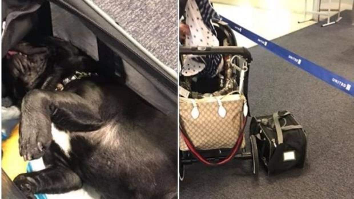 Imágenes del perro colgadas en Facebook por una pasajera del vuelo de United, A la derecha, la bolsa en la que viajaba el animal