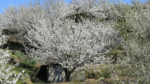 Cerezos en flor en el Valle del Jerte