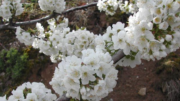 Cuándo ver este año los cerezos en flor en el Valle del Jerte