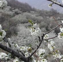 Cuándo ver este año los cerezos en flor en el Valle del Jerte