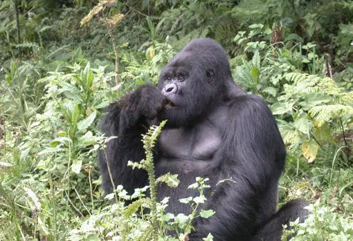 Gorila en Ruanda
