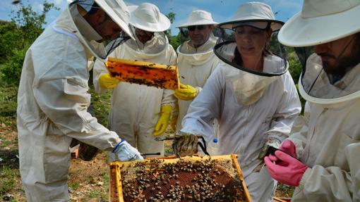 Estudiando a las abejas en sus panales