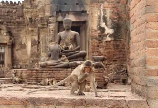 Un macaco anda sobre una cornisa con un Buda al fondo en el templo Prang Sam Yot en Lopburi,