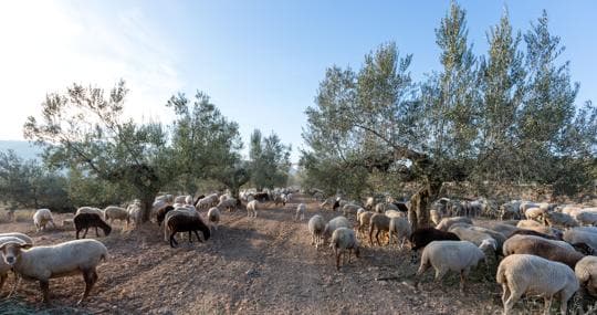 Ovejas entre los olivos en el norte de Castellón