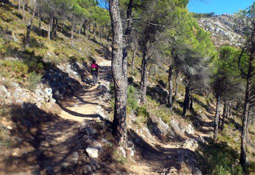 Tramo entre pinares de la Gran Senda de Málaga