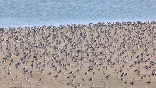 Aves migratorias