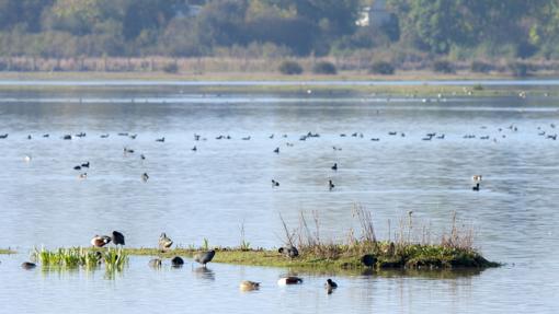 Marismas de Doñana en la zona de Almonte, Huelva